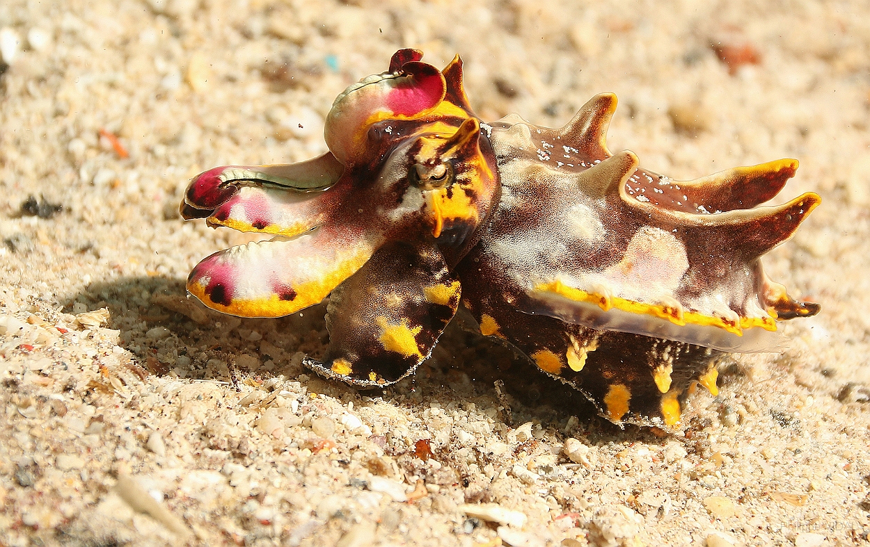 Sipadan_2015_Seiche flamboyante_Metasepia pfefferi_IMG_3078_rc.jpg